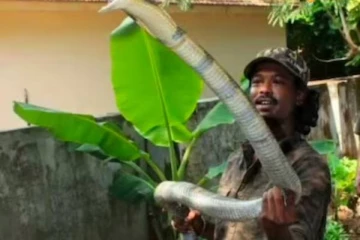 ஓடி உதவிய பிரபல பாம்புபிடி வீரர் சந்தோஷ் - எதிர்பாராத விதமாக நேர்ந்த துயரம்!