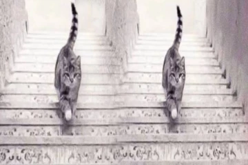 ஆளுமைமிக்கவர்களை கண்டுபிடிக்க ஒரு Test: படத்தில் தெரிவது என்ன?