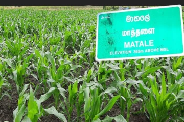 நெல்லை கைவிட்டு சோளச்செய்கையில் ஆர்வம் காட்டும் விவசாயிகள்