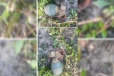 மட்டக்களப்பு மயானத்தில் கைக்குண்டு மீட்பு ; பாதுகாப்பு நடவடிக்கை தீவிரம்