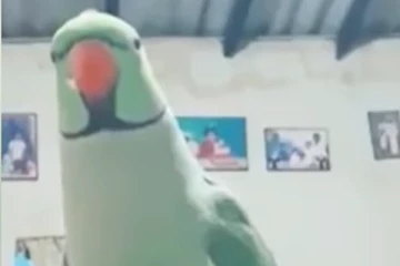 தமிழில்  சரமாரியாக வெளுத்து வாங்கும் பச்சை கிளி.... மீண்டும் மீண்டும் பார்க்க தூண்டும் அரிய காட்சி