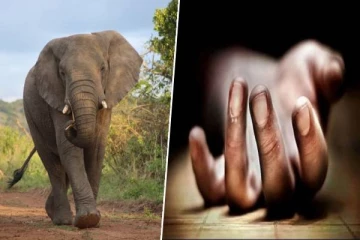 திருகோணமலை - மூதூரில் யானை தாக்கி வயோதிபர் பலி