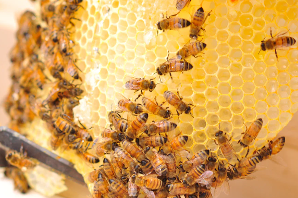 கோடிகளில் கொட்டும் பணம்: யார் இந்த தேன் மனிதர்? | Who Is Honey Man Of Bhagalpur In India கோடிகளில் கொட்டும் பணம்: யார் இந்த தேன் மனிதர்? | Who Is Honey Man Of Bhagalpur In India