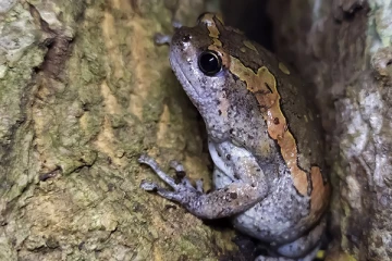 இலங்கையில் தவளைகளின் இரத்தத்தை மட்டும் உறிஞ்சும் நுளம்புகள்!