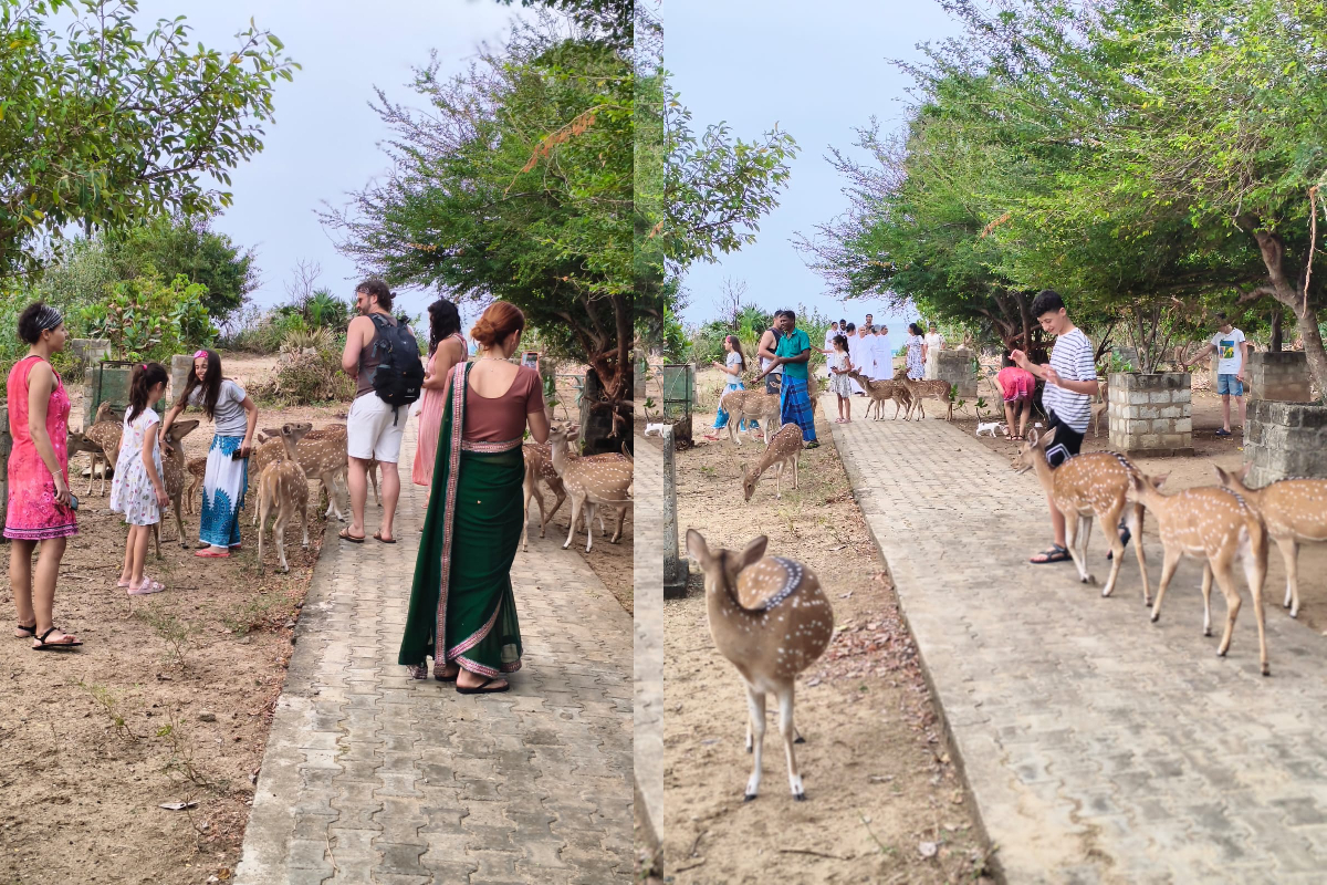 சுற்றுலா பயணிகளை கவரும் திருகோணமலை மான்கள்! | Trincomalee Deer Attract Tourists