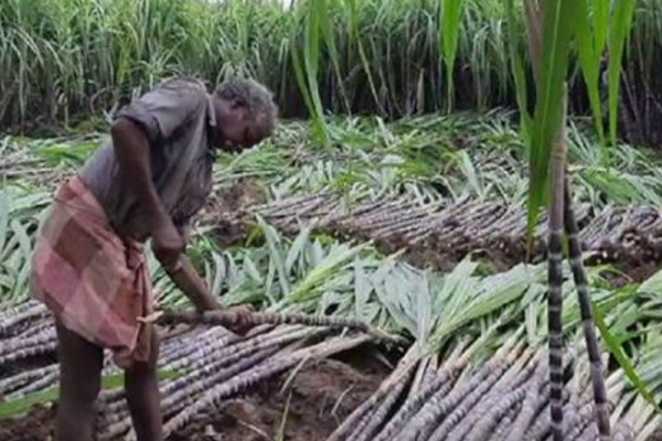 கரும்பு விவசாயிகளுக்கு மெட்ரிக் டன்னுக்கு ரூ.195 வழங்கப்படும்- பட்ஜெட்டில் அறிவிப்பு - தமிழ்நாடு