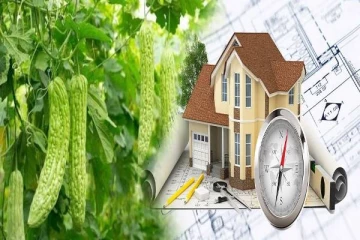 தவறியும் கூட பாகற்காய் கொடியை வீட்டில் நடாதீர்கள்... ஏன்னு தெரியுமா?