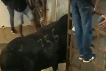 பேக்கில் கிக் அடித்து பலிவாங்கிய காளை! பந்து போல பறந்து சென்று விழுந்த நபரின் பரிதாப நிலை