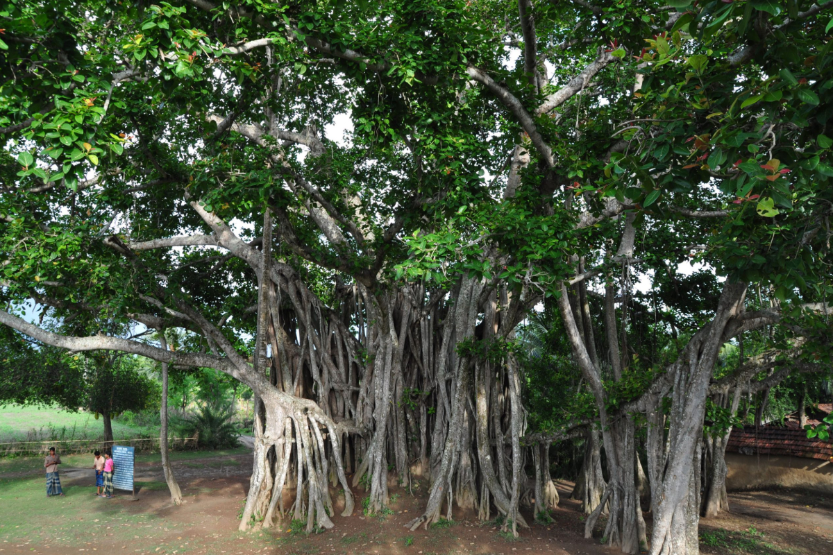 அதிர்ஷ்டம் கொடுக்கும் அரச மரம்.. எப்படி வழிபாடு செய்ய வேண்டும் | Benefits And Importance Of Worshiping Peepal Tree