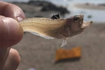 பிரித்தானிய கடற்கரைகளில் மனிதர்களை கொட்டும் விஷ மீன்கள்! பொதுமக்களுக்கு எச்சரிக்கை