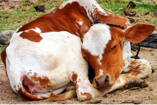 கன்றுக் குட்டியை துடிக்க துடிக்க கூட்டு பலாத்காரம் செய்த இளைஞர்கள் - குற்றவாளிகளை தூக்கிலிட பொதுமக்கள் போராட்டம் - தமிழ்நாடு