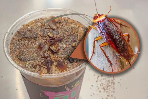 கரப்பான் பூச்சி காபி; ஒரு கப் இவ்வளவா? முண்டியடிக்கும் இளைஞர்கள்! | Cockroach Coffee Launched In China Rs 560 கரப்பான் பூச்சி காபி; ஒரு கப் இவ்வளவா? முண்டியடிக்கும் இளைஞர்கள்! | Cockroach Coffee Launched In China Rs 560