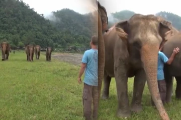 தூரத்திலிருந்து கூப்பிட்ட நபர் - குடுகுடுவென ஓடி வந்து கட்டியணைத்த யானைகள்!