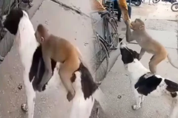 கடையில் திருட குரங்கிற்கு உதவி செய்யும் நாய்! வேடிக்கையான காணொளி