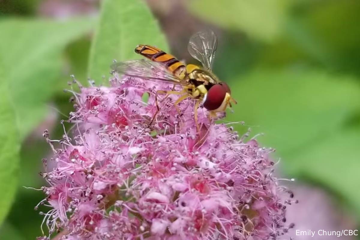 காணாமல் போகும் பூச்சி வகைகள்: ஒரு கனேடிய ஆய்வு | Canadian Researcher Found Insect Decline காணாமல் போகும் பூச்சி வகைகள்: ஒரு கனேடிய ஆய்வு | Canadian Researcher Found Insect Decline
