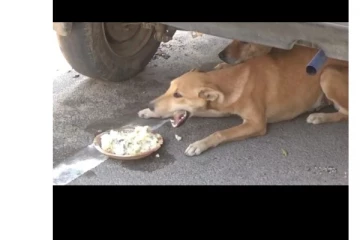 எங்களுக்கும் பசிக்கும்..! தெருநாய்களுக்கு கோழிக்கறி சமைத்து பரிமாறிய சமூக ஆர்வலர்கள்..!