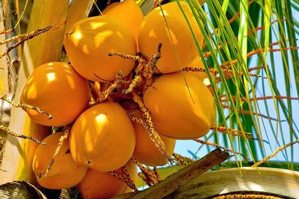 எகிறிச் செல்லும் இளநீர் விலை! | Incress Price Of King Coconut