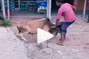 Viral video: குடிமகனை முட்டி மல்லாக்க பறக்கவிட்ட மாடு!