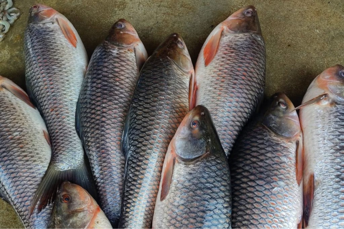 விலை ரூ.150 மட்டுமே! மாரடைப்பு அபாயத்தை குறைக்கும் மீன் | Fish Prevent Heart Attack விலை ரூ.150 மட்டுமே! மாரடைப்பு அபாயத்தை குறைக்கும் மீன் | Fish Prevent Heart Attack