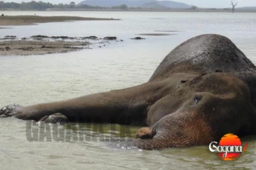 අනේ මොකක්ද මේ වෙන්නේ? භාතිය වගේම තවත් හස්තියෙක් පන අදියි