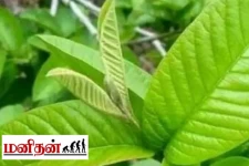 கொய்யா இலைகளின் பல நன்மைகள்... சர்க்கரை நோயாளிகளே கட்டாயம் தெரிஞ்சிக்கோங்க