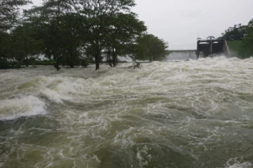 கல் ஓயா கரை இடிந்து விழுந்ததால் வயல் நிலங்கள் நாசம்