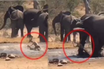 மான் குட்டியை வேட்டையாட நினைத்த முதலை! காலால் நசுக்கி யானை கொடுத்த ஷாக்