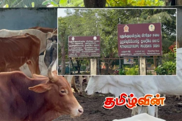 மட்டக்களப்பில் போக்குவரத்திற்கு இடையூறாக இருந்த 41 கால்நடைகள் மடக்கிப்பிடிப்பு