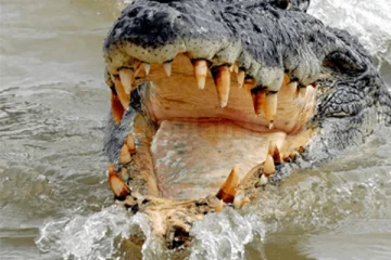 கைதியை ஆற்றுக்குள் இழுத்துச் சென்ற முதலை