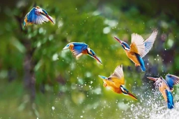 ஆளில்லா கமராக்களால் புலம்பெயரும் பறவைகள் ஆபத்தில்