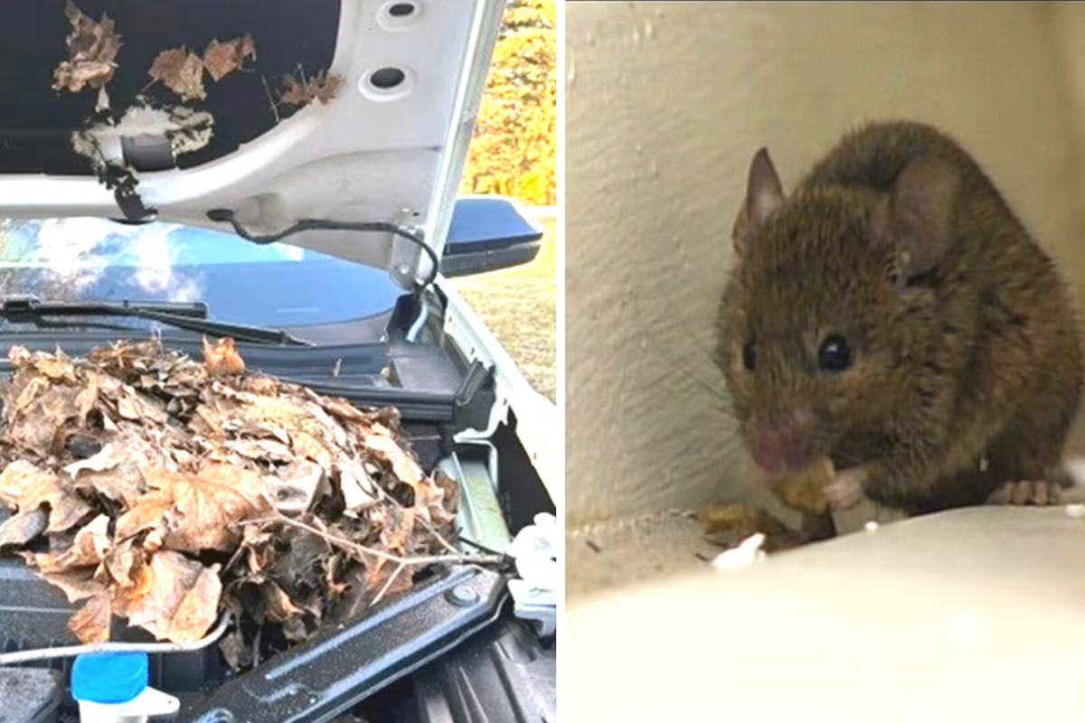 எலிகளால் கனடிய பெண்ணுக்கு ஏற்பட்ட பெரும் நட்டம் ; விடுக்கப்பட்டுள்ள எச்சரிக்கை | Rodents Cause Thousands Of Dollars In Damage