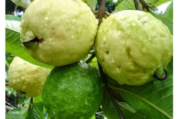 பக்கவாதம், மாரடைப்பு அபாயத்தை குறைக்கும் அதிசய கொய்யா... அட இவ்வளவு நன்மையா?