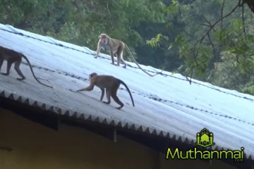 கந்தளாயில் குரங்குகளின் தொல்லை! பொதுமக்களின் இயல்பு வாழ்க்கை பாதிப்பு