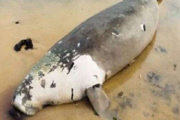 மன்னார் கடற்கரையில் கரை ஒதுங்கிய அரியவகை உயிரினம் | Rare Dugong Carcass Found On Mannar Coast மன்னார் கடற்கரையில் கரை ஒதுங்கிய அரியவகை உயிரினம் | Rare Dugong Carcass Found On Mannar Coast