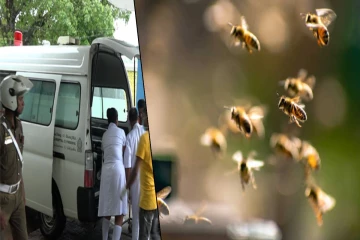 பிரபல பாடசாலையொன்றில் குளவி கொட்டுக்கு இலக்கான 20 மாணவர்கள்