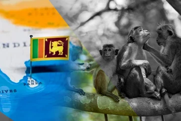 சீனாவிற்கு குரங்குகளை ஏற்றுமதி செய்யும் விவகாரம்: காத்திருக்கும் இலங்கை அரசாங்கம்