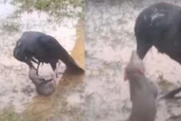 காகத்தோடு பயங்கர சண்டையிட்ட எலி... இறுதியில் என்ன நடந்ததுனு தெரியுமா?