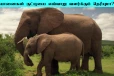 தாய் யானைகள் தனது குட்டியை எப்படி வளர்க்கும் தெரியுமா?