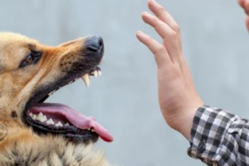 கட்டாயமாக சிகிச்சை பெற வேண்டும்: விசர் நாய் கடி தொடர்பில் எச்சரிக்கை