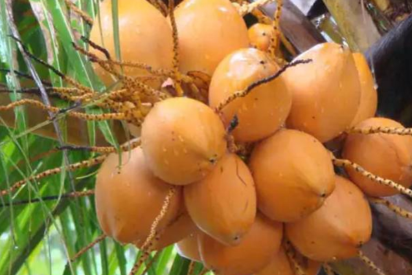 இளநீரில் இவ்வளவு நன்மைகள் உள்ளதா! இவர்களும் இதை கண்டிப்பாக குடிக்கலாம் | So Many Benefits In Coconut Water Pregnant Women