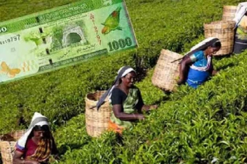 பெருந்தோட்ட தொழிலாளர்களுக்கு நாளாந்த வேதனமாக 1000 ரூபாவை வழங்குவதற்கு அமைச்சரவை அங்கீகாரம்