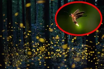 இரவில் மின்மினி பூச்சிகளை பார்க்கும் கடைசி தலைமுறை நாமாக இருக்கலாம்: விஞ்ஞானிகள் எச்சரிக்கை