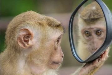 இலங்கையிலிருந்து குரங்குகளை ஏற்றுமதி செய்வது தொடர்பில் ஆராய புதிய குழு