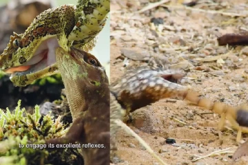 வேட்டையாட வந்த பாம்பை கடித்து தாக்கிய ஓணாண் திகில் காணொளி