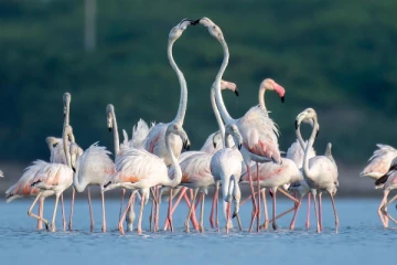 மன்னாரில் குவிந்த ஃபிளமிங்கோ பறவைகள்; குவியும் சுற்றுலா பயணிகள் !
