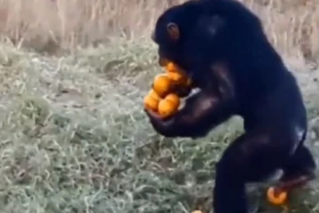 பசியில் பழங்களை கொத்தாக தூக்கிச் செல்லும் கரடி - மனிதர்களை  போல அசால்டாக செய்த காரியம்