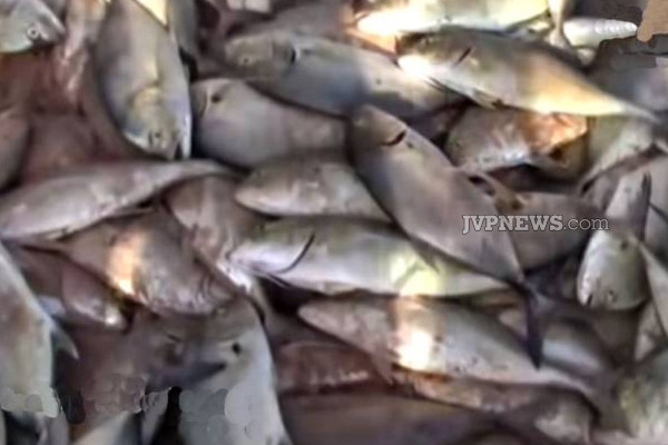 கடலுக்கு சென்ற இலங்கை மீனவர்களுக்கு கிடைத்த அதிர்ஷ்டம்! | Lucky Sri Lankan Fishermen Went To Sea