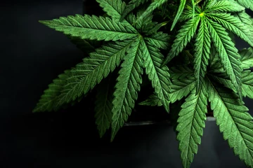 கஞ்சா கடத்திய இராணுவ சிப்பாய் கைது!