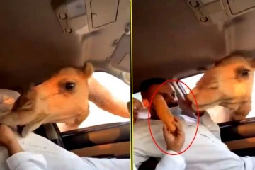 காருக்குள் தலையைவிட்டு சீஸ் பண் பிடுங்கி சாப்பிடும் ஒட்டகம்! ஒரு நிமிடம் நடு நடுங்க வைத்த காட்சி