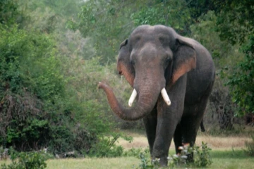 யானை தாக்கி குடும்பஸ்தர் ஒருவர் பலி (VIDEO)
